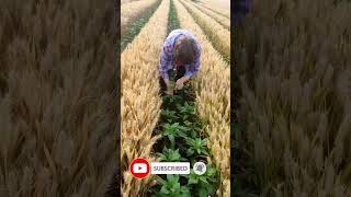 Mixed cultivation examplesMixed Cropping Agriculture TechniqueShorts mixedfarming Short [upl. by Icul]