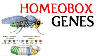 Homeobox genes [upl. by Jeb208]