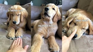 Booping My Dog Too Many Times [upl. by Aicilic]