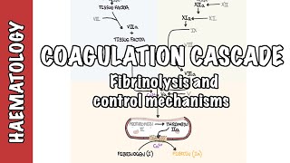 Coagulation Cascade and Fibrinolysis  clotting factors regulation and control mechanism [upl. by Steffie]