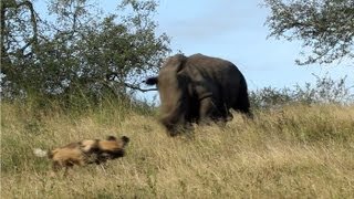 Rhino vs Wild Dogs A Tense Encounter [upl. by Schnabel140]