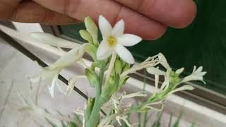 Tuberose  Complete Blooming Season Start to End  Polianthes Tuberosa [upl. by Raines640]