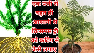 क्रिसमस ट्री को कटिंग से कैसे लगाए How to grow christmas tree plant from cutting [upl. by Brewer746]