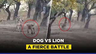 Dog Vs Lion Viral Video A Fierce Battle [upl. by Oznohpla230]