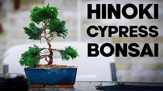 How to Make a Hinoki Cypress Bonsai🪴EASY [upl. by Ttenyl]