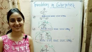 Translation in Eukaryotes  Lecture 12 [upl. by Dougal660]