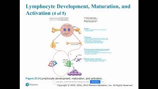 Chapter 21  lymphocyte development maturation and activation [upl. by Yreffeg]