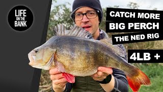 BIG PERCH FISHING  THE NED RIG UK 4LB ON LURES [upl. by Allemahs]