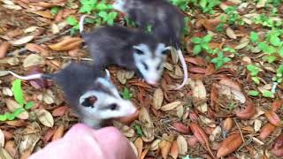 Everyone Should Start Their Day With Baby Possums [upl. by Frear]