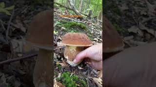 Boletus ReticulatusJuly 2024 asmr asmrmushrooms fungi boletus porchini mushroomhunting [upl. by Winikka]