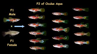 F2 oculus aqua Endler livebearer and Guppy hybrid [upl. by Bain]