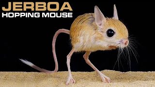 JERBOA  Hopping Desert Rodent Cute But Deadly [upl. by Orfinger806]