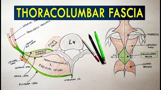 Thoracolumbar Fascia  Anatomy Tutorial [upl. by Uhthna686]