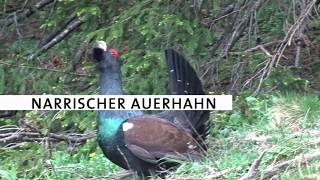 Narrischer Auerhahn im Nationalpark Kalkalpen [upl. by Chevy]