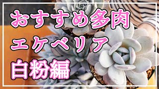 【多肉植物】おすすめのエケベリアをご紹介します。今回は白粉たっぷりの素敵なエケベリアです！ [upl. by Samohtnhoj]