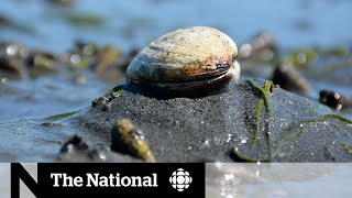 The potential dangers of illegal clamming in BC’s Lower Mainland [upl. by Bartle372]