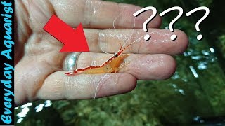 This Cleaner Shrimp Has a Dirty Secret  Removing Parasite Isopod From Marine Lysmata Shrimp [upl. by Aicyle932]