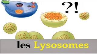 Lysosomes [upl. by Nilak]