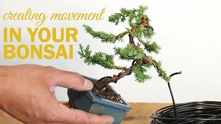 How to Create a Bonsai with Movement  Wiring a bonsai tree trunk [upl. by Anemij]