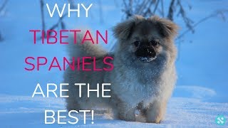 Why Tibetan Spaniels Are The Best [upl. by Tomaso487]