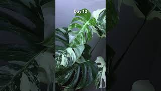 Monstera Albo 15 day time lapse new leaf unfurling timelapse monstera [upl. by Albertson681]