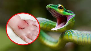 10 Most Venomous Snakes in the World [upl. by Alek702]