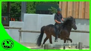 Anreiten eines Islandpferdes 57  reiten im Dressurviereck [upl. by Yroger75]