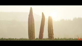 Corn Cob Assets Pack  Blender Eevee [upl. by Keyek174]