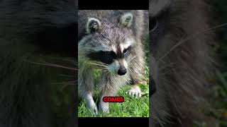 Why🦝Do Raccoons Wash Their Food animalfacts [upl. by Tuinenga]