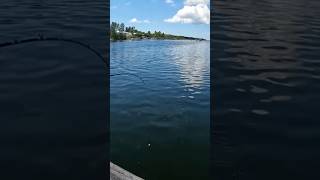 Huge Sawfish fishing sawfish fish bigfish florida shorts [upl. by Eatnoled]