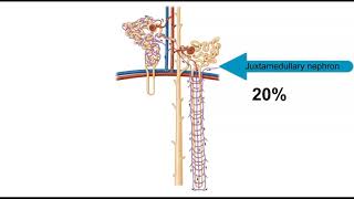 Types of nephrons [upl. by Mita950]