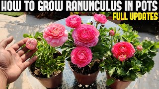 How To Grow Ranunculus FULL INFORMATION [upl. by Tannenwald]