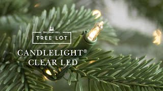 Candlelight Clear LED  Tree Lot [upl. by Dine]