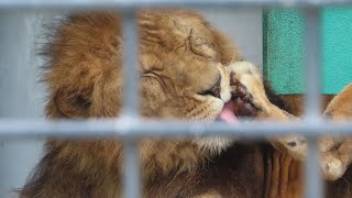 222 釧路市動物園 ライオン ゆうひ君♡ [upl. by Arrol]