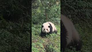 Hehua walking in the snow ❤️ Cutest Panda He Hua [upl. by Fairfield5]