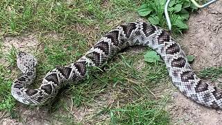 Timber rattlesnake vs Eastern diamondback [upl. by Hunsinger]