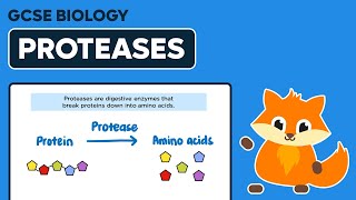 PROTEASE ENZYME An Introduction [upl. by Menis]