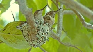 Hummingbird Nest From Eggs to Fledge [upl. by Buine]