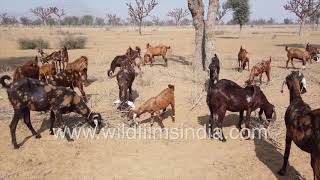 Goat farming in India Animal husbandry in the Rajasthan desert with goats grazing in arid zone [upl. by Knut]