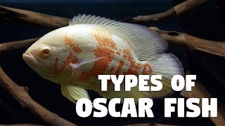 Types of Oscar Fish [upl. by Eitsirhc92]