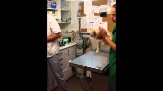 Ear Mites Diagnosis and Treatment in Dogs and Cats [upl. by Leihcar171]