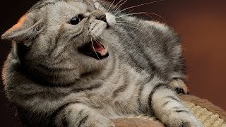 How to Deal with an Aggressive Cat  Cat Care [upl. by Fraser]