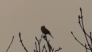 Yellowhammer [upl. by Eveivaneg]