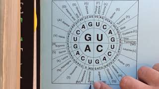 How to use the codon chart [upl. by Anilak810]