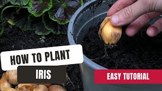 How To Plant Iris Bulbs At The Perfect Depth [upl. by Irok]