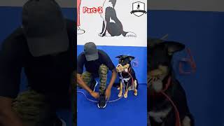 Aggressive dog control dogtraining pets shorts [upl. by Kunkle753]