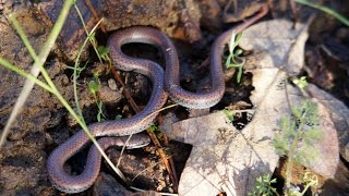 Sharptailed Snake Contia tenuis  Ruch Oregon [upl. by Flinn646]