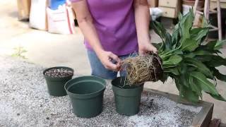 How to repot a Peace Lily [upl. by Bertram]