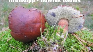 Brunsopp  Boletus badius [upl. by Orland538]