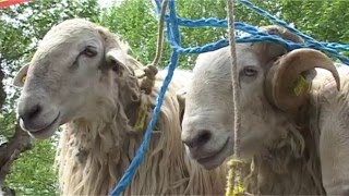 Doneztebeko Udaberriko feria 2016 Erreportajea [upl. by Tisha]